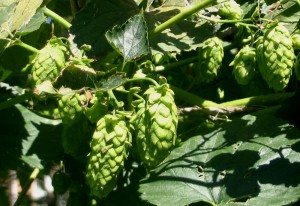 Freshly Picked Hops Go Into a Harvest Ale