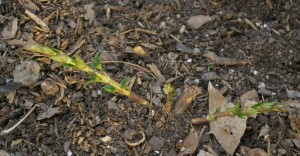 Early Hop Plant